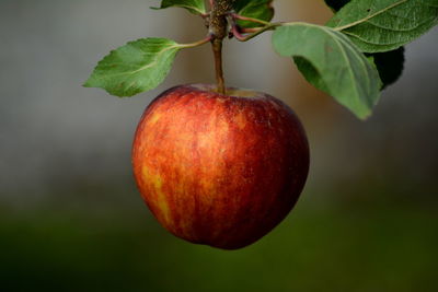 Close-up of fruit growing on branch