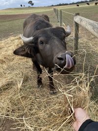 Close-up of cow on field