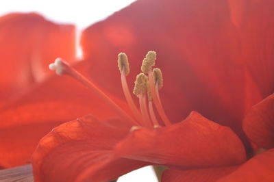 Close-up of orange rose flower