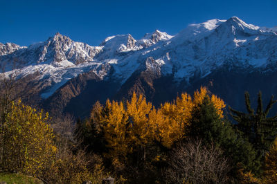 Autumn trees on field by snow covered mountains against sky