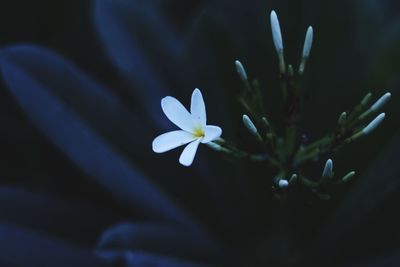 Close-up of white flowering plant