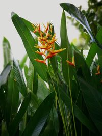 Close-up of fresh green plant