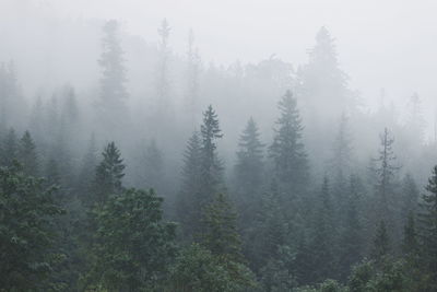 Trees in forest during foggy weather