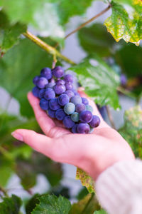 Close-up of hand holding berries