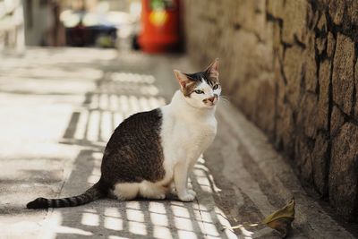 Portrait of cat sitting on footpath