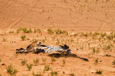 High angle view of animal skeleton on desert