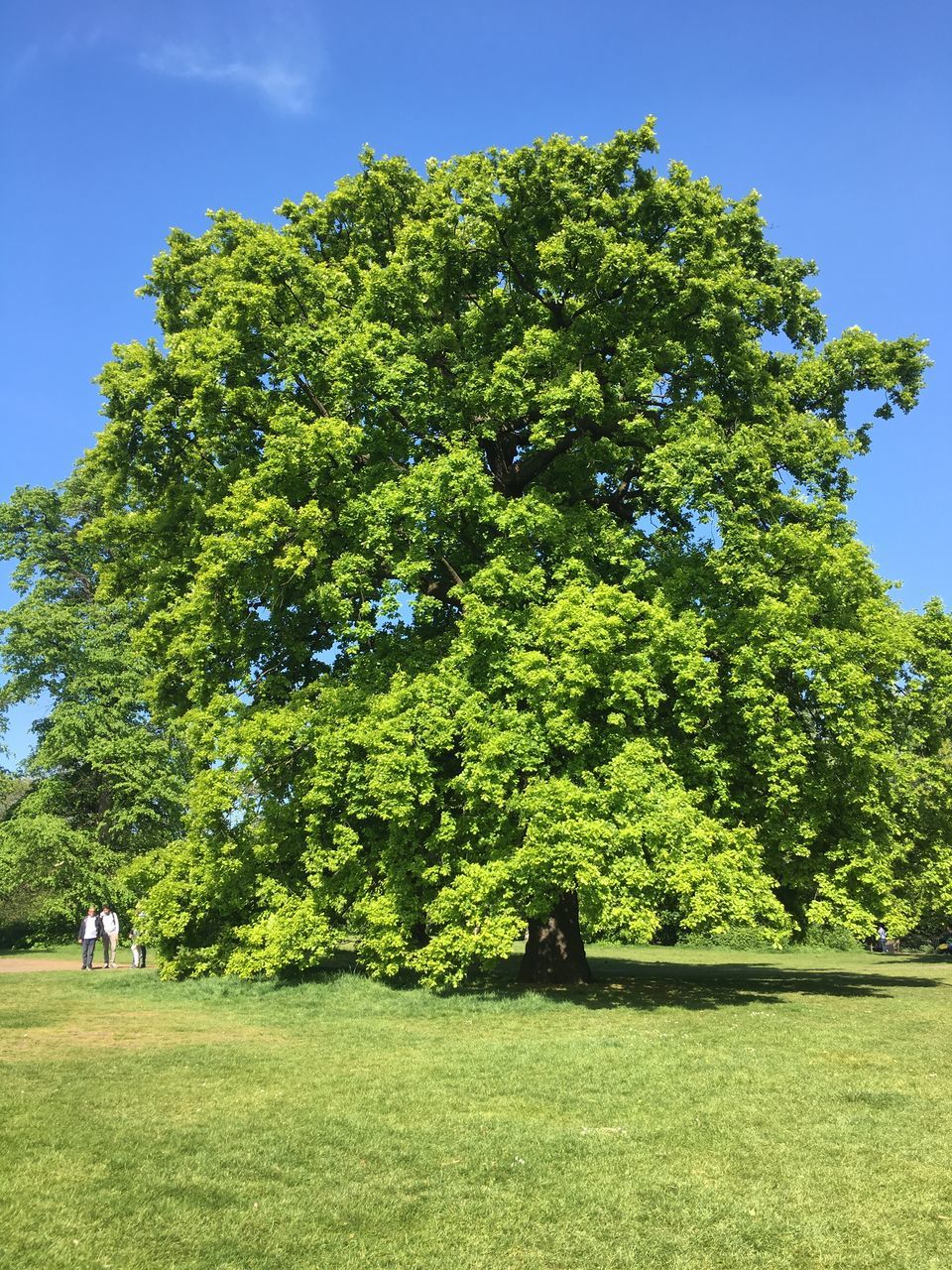 TREE IN A FIELD