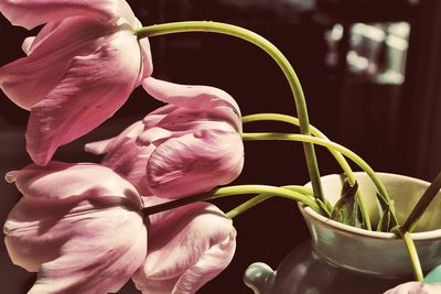 Close-up of pink flower