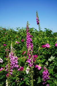 Close-up of pink flowering plants on field