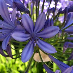 Close-up of purple flowering plant