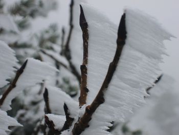 Close-up of frozen plants during winter