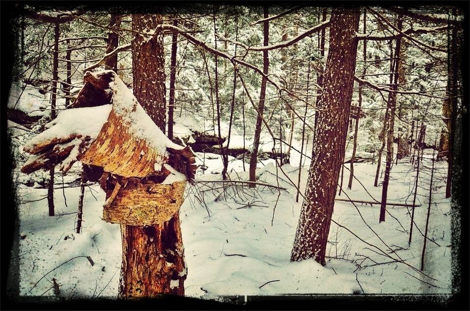 transfer print, snow, winter, cold temperature, season, auto post production filter, covering, weather, fence, wood - material, tree, bare tree, frozen, day, protection, nature, outdoors, no people, field, covered