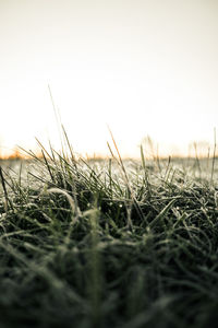 Close-up of grass on field against clear sky