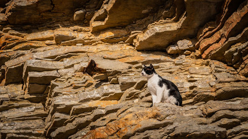 View of a cat sitting on rock