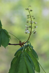 Close-up of caterpillar on plant