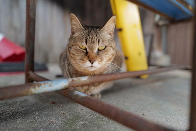 Portrait of cat relaxing outdoors