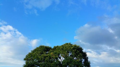 Low angle view of tree against blue sky