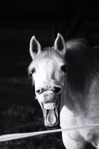 Close-up portrait of a horse