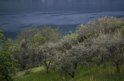 Scenic view of sea