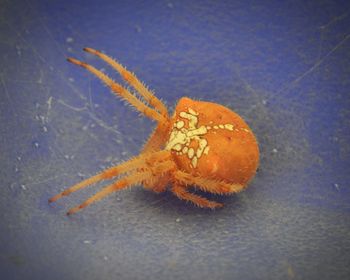 High angle view of orange leaf in sea