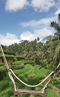 Scenic view of palm trees on field against sky