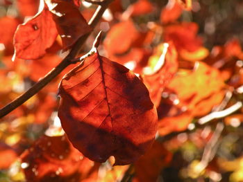 Close-up of fruit hanging outdoors