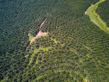 High angle view of crops on field