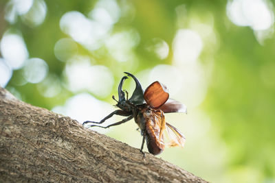 Close-up of insect on tree trunk