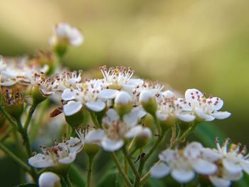 Close-up of white flowers blooming in park