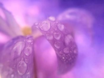 Macro shot of water drops on pink flower