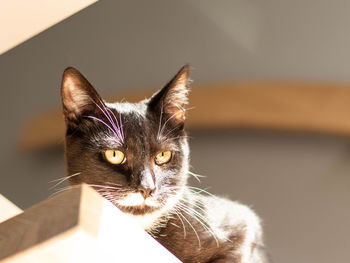 Close-up portrait of cat at home