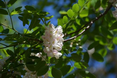 Close-up of white flowers blooming on tree
