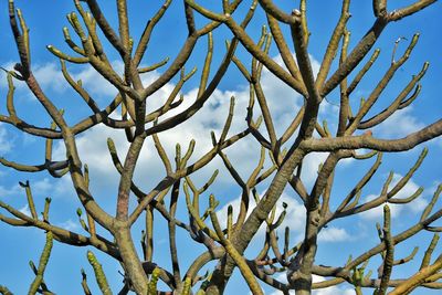 Low angle view of bare tree against sky