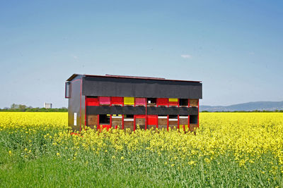 Yellow flowers on field against clear sky