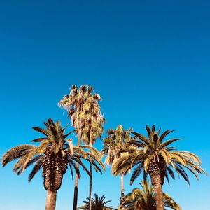 Low angle view of palm tree against clear blue sky