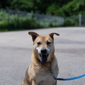 Portrait of dog on street in city