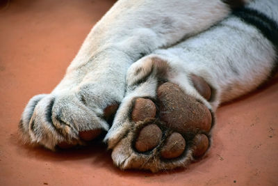 Cropped image of legs of white tiger