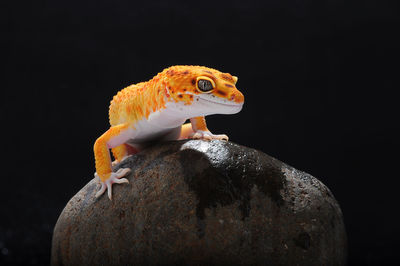 Close-up of lizard on rock against black background