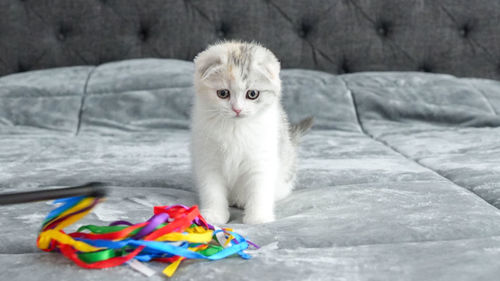 Portrait of cat