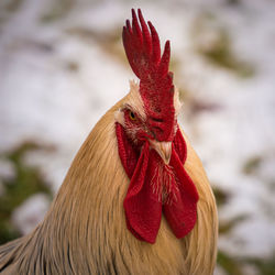 Close-up of rooster