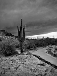 Cactus on field against sky
