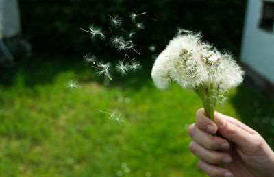 Close-up of hand holding dandelion on field