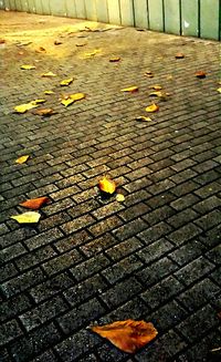 Fallen leaves on ground