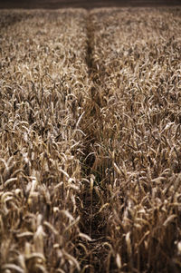 Close-up of plant growing on field