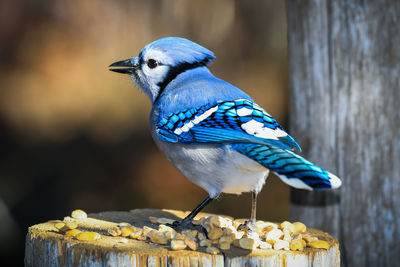 Close-up of bird perching on wood