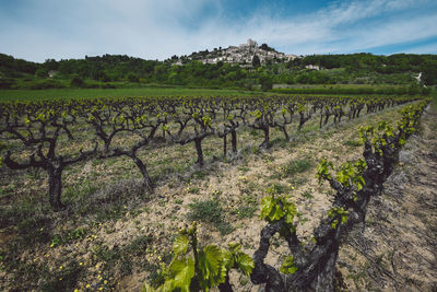 Vineyard with lawn and houses against cloudy sky