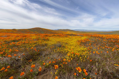 Scenic view of flowering plants on field against sky
