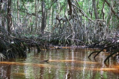 Scenic view of lake in forest