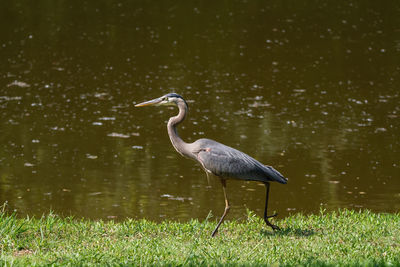 Side view of a bird in water