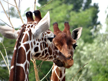 Close-up of giraffe